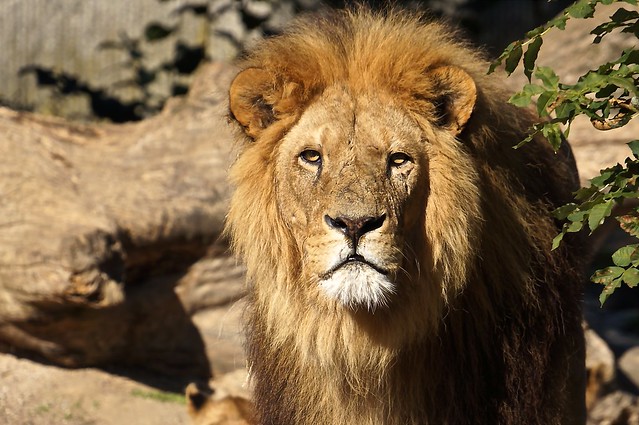 New lion in Copenhagen zoo