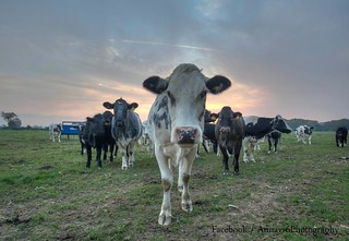 Moooooo cows at sunset