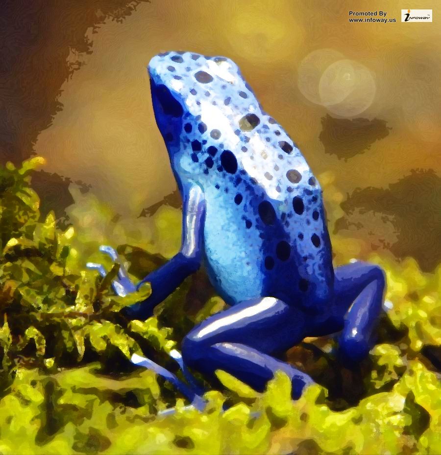 Blue Poison Dart Frog wallpaper | Blue Poison Dart Frog wall… | Flickr