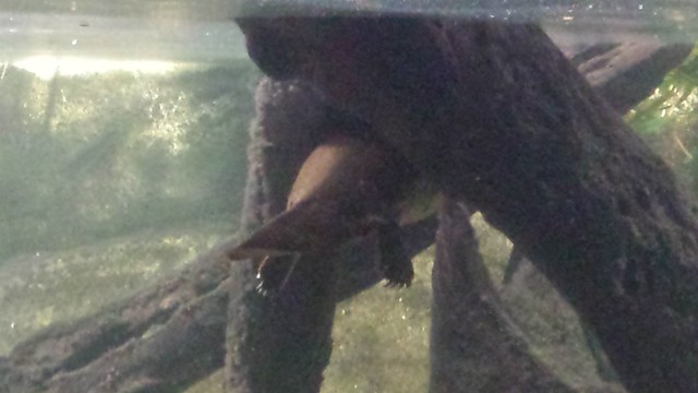 Sydney Sea Life Aquarium: Platypus
