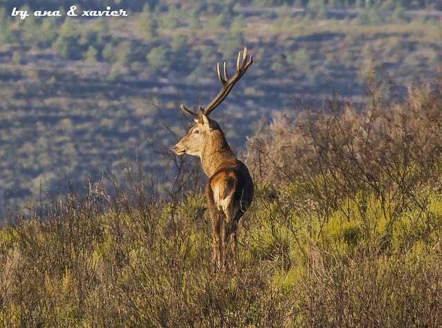 Veado, Red deer (Cervus elaphus) - em Liberdade [in WildLife]