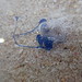 Outch jellyfish