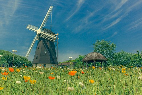 park flower windmill japan poppy 日本 osaka 公園 風車 ryokuchi ポピー 鶴見緑地 大阪市 turumi 大阪府