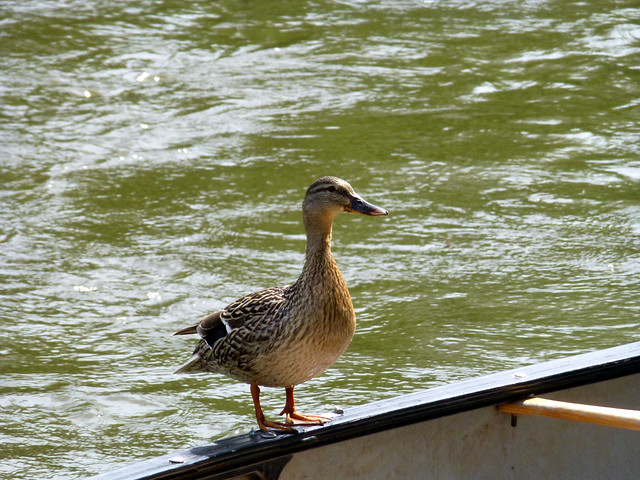 Duck on My Boat