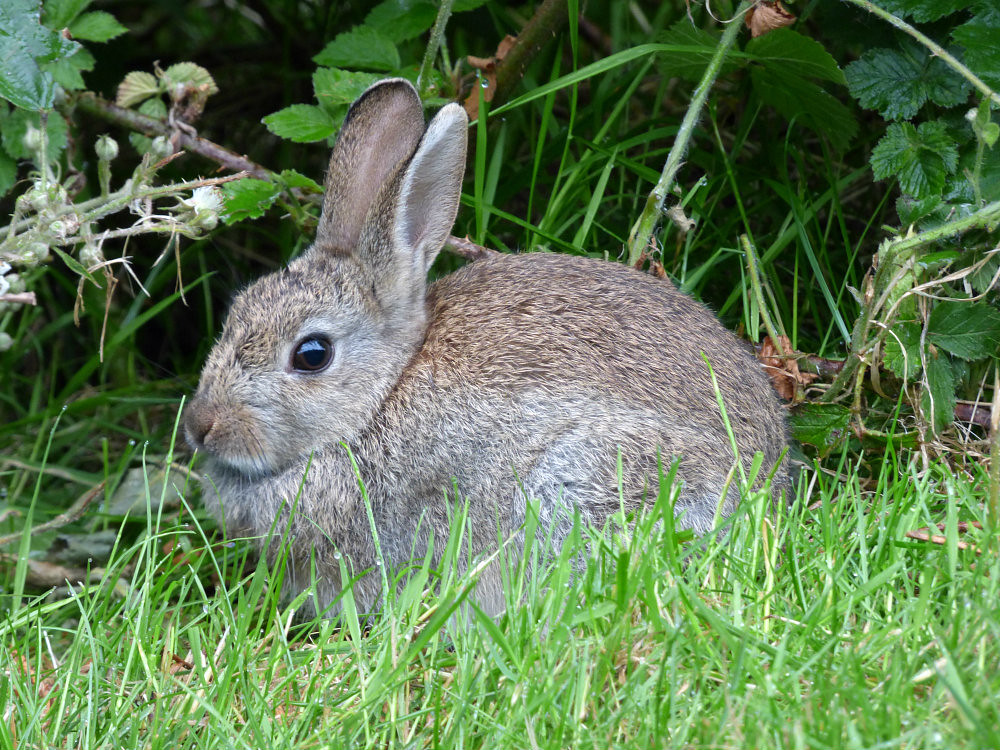 Suprr Rabbit Flickr rabbits | Flickr