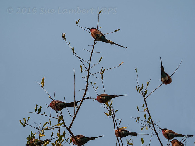 Southern Carmine bee-eaters