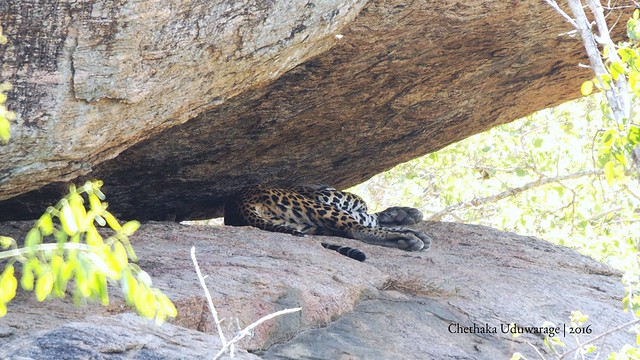 Sri Lankan leopard - First Capture