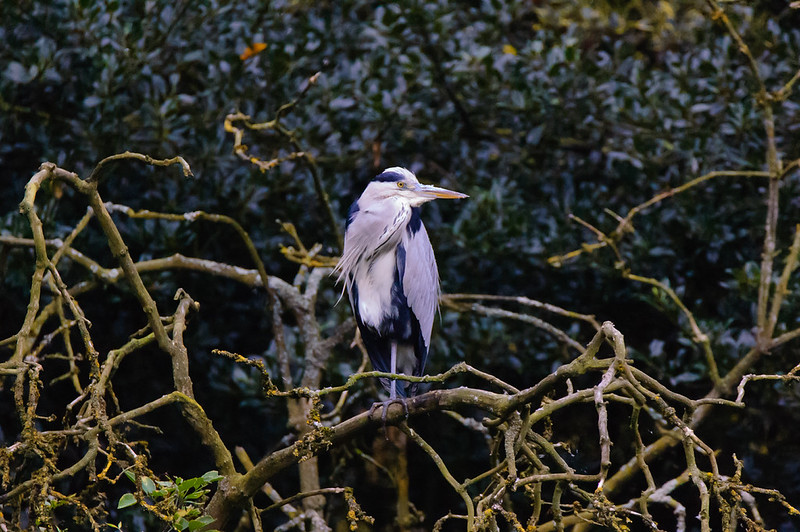 Heron looking sideways