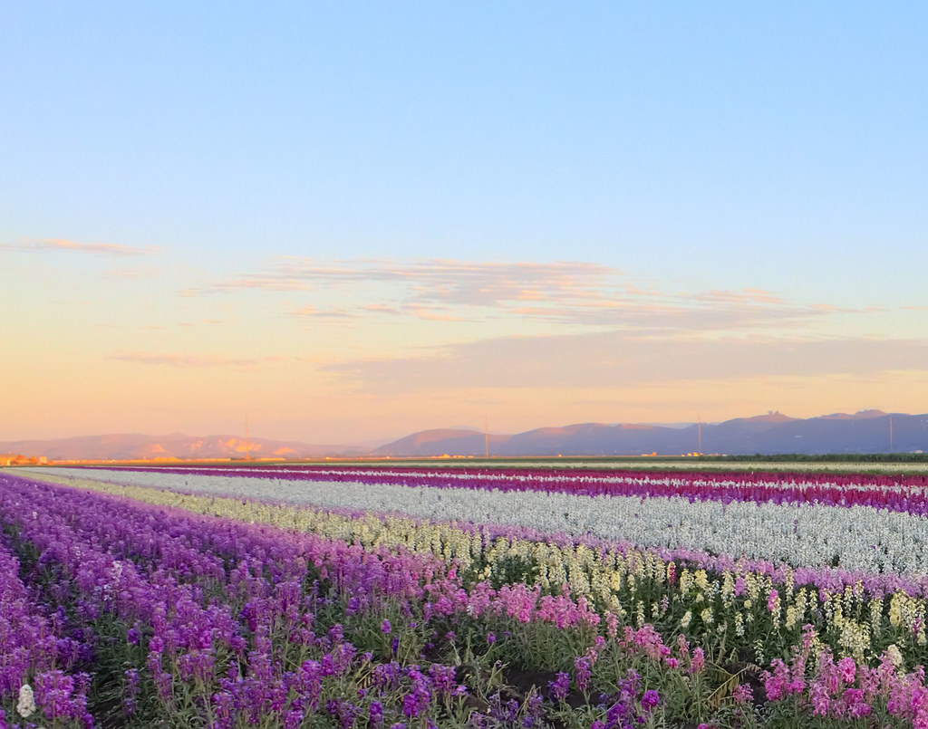 Lompoc Field of Flowers at Sunset