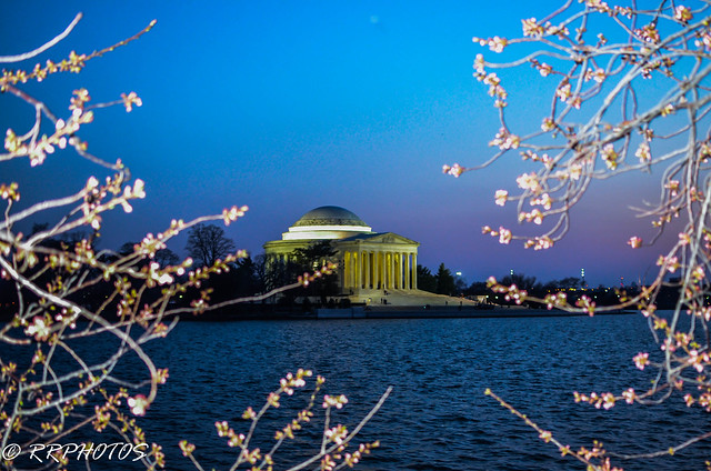 Cherry blossom in DC