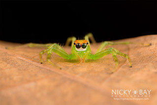 Jumping Spider (Epeus sp.) - DSC_2479