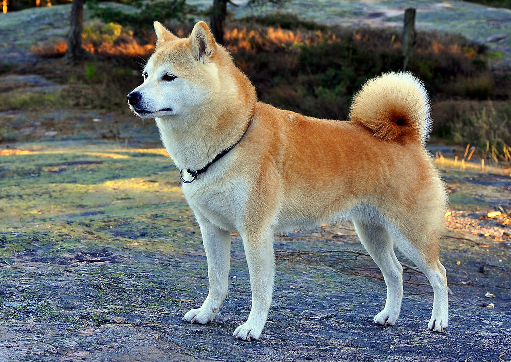Японская порода сиба. Сиба ину. Акита-ину. Сиба-ину породы собак. Японская собака сиба ину.
