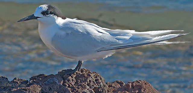 White-fronted-tern