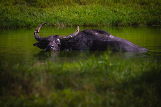Asiatic Water Buffalo | FL, USA | by rmehdee