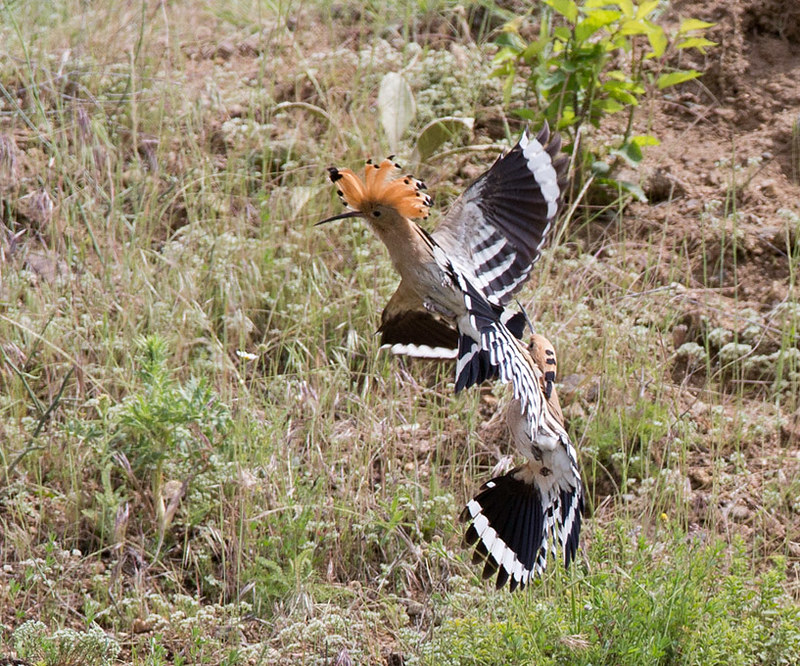 As I'd never seen a Hoopoe before, it was excitng to watch