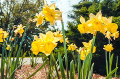 Daffodils at Norfolk Botanical Garden