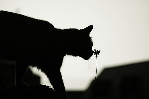 Vlad by Helodie, sunset silhouette cat garden chat jardin vlad