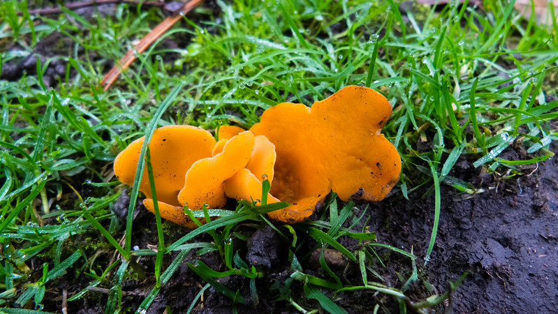 Orange peel fungus, West Park