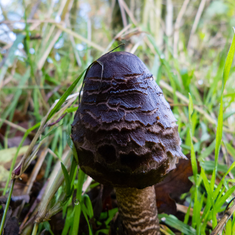 Young parasol mushroom, Northycote Farm