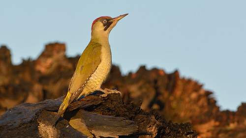 green bird nature sunrise woodpecker wildlife bcn reserve national trust fen cambridgeshire woodwalton nnr greatfen