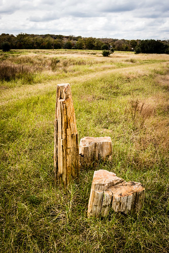 ranch grass texas petrifiedwood sandyranch