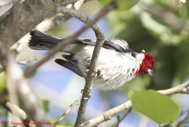 Série com o Cardeal-do-nordeste ou Galo-da-campina (Paroaria dominicana) - Series with the Red-cowled Cardinal - 25-10-2013 - IMG_7884