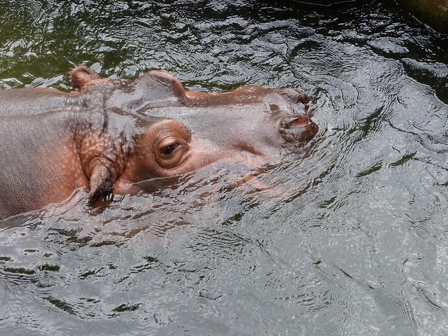 Lazy Hippo