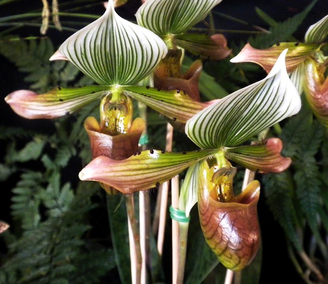 another slipper-orchid...maybe Paphiopedilum venustum