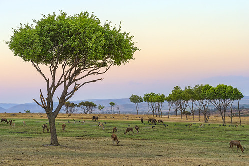 trees sunset beautiful southafrica nikon scenery colorful day view clear johannesburg lanscape lionpark savanna gamedrive antelopes d4 pwnature