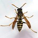 Flickr photo 'Polistes dominula - European Paper Wasp' by: woolcarderbee.