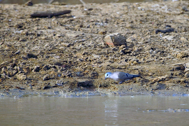 Black-billed wood dove at the Junction Pool in Zakouma National Park in Chad