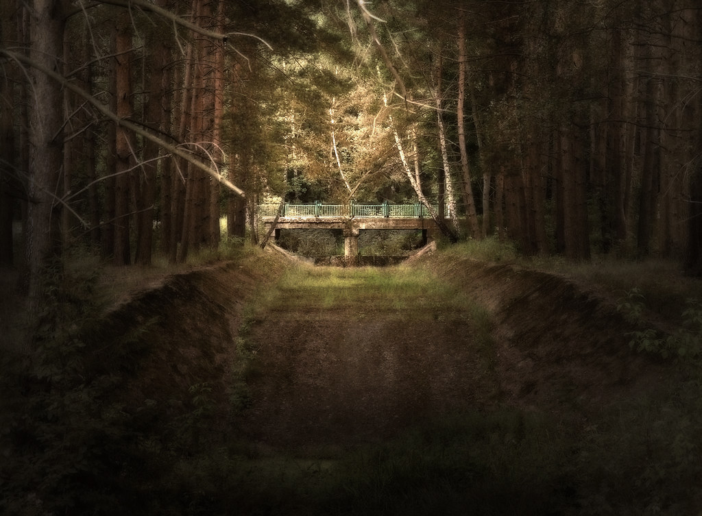 The Bridge In The Forest
