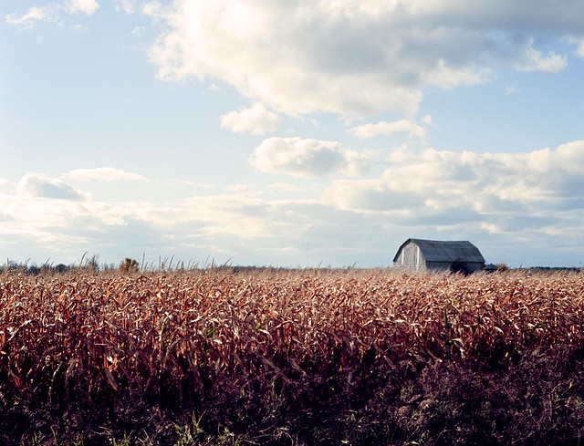 The Autumn Fields of Ontario