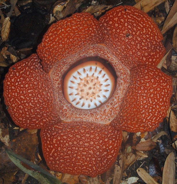 top down Rafflesia keithii 