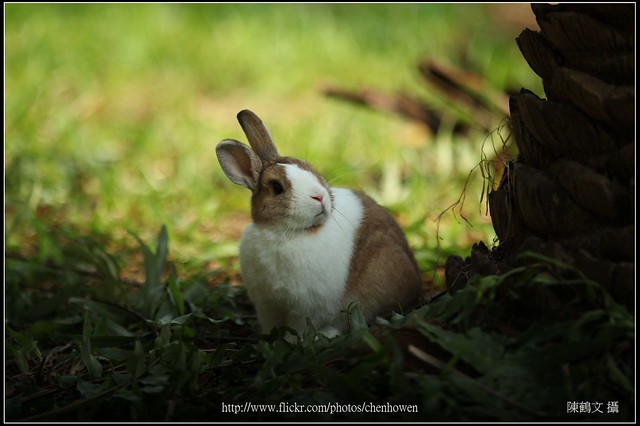兔子-02_Leica R 180mm F2 APO