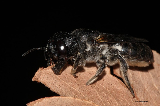 Black Resin Bee Megachile lucidiventris