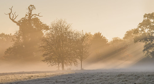 autumn frost mscalendar outdoor mist openspace urban park sunbeam sunrays light dawn early sunrise