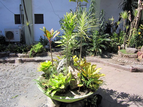 sanjose de buenavista antique ornamental plant panay visayas philippines asia world