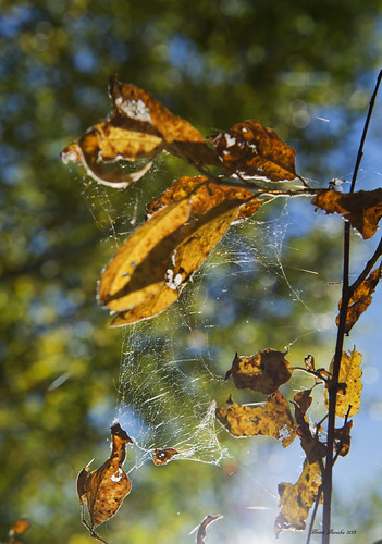Delicate weave | by brentus69