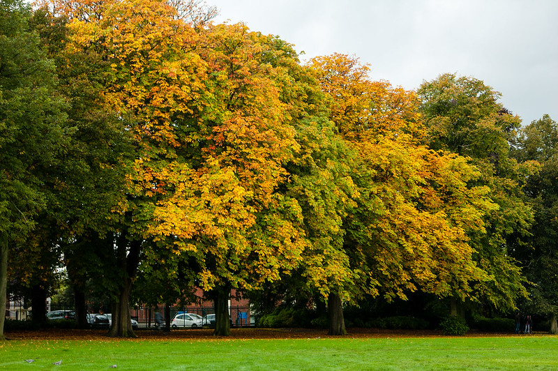 Autumn colours: horse chestnuts