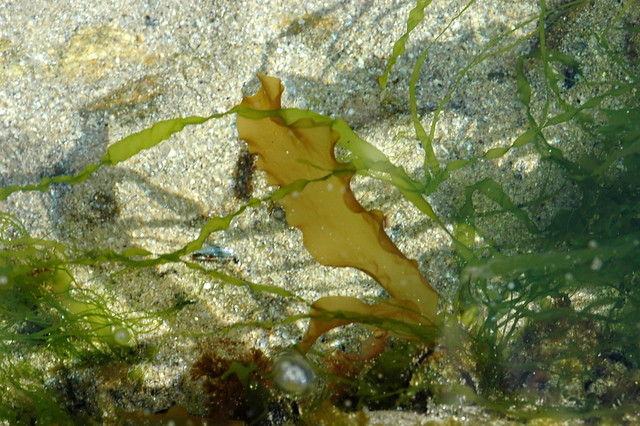 Ulva spp. (Sea lettuce / Zeesla)
