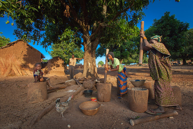 Burkina Faso: les femmes pilent le mil sous le manguier.