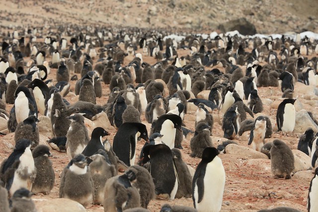 Adelie Penguin Colony Wildlife Possession Island Ross Sea Antarctica - Explored