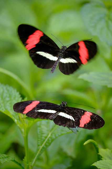 The Suitor, Heliconius Melpomene Butterflies in mating ritual. Wings of the Tropics. Fairchild Tropical Botanic Garden.