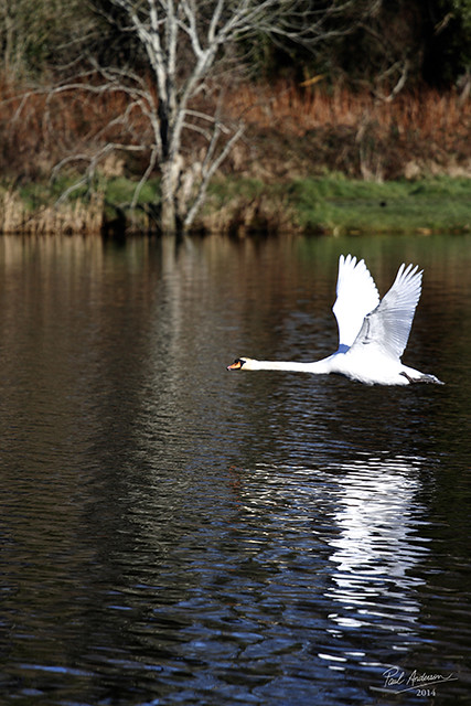 Swan At Portavoe, Co Down, Northern Ireland