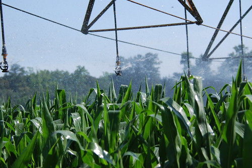 #UDel Weed Science Day Corn Irrigation