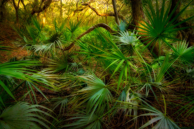 Twisted oaks and palmettos