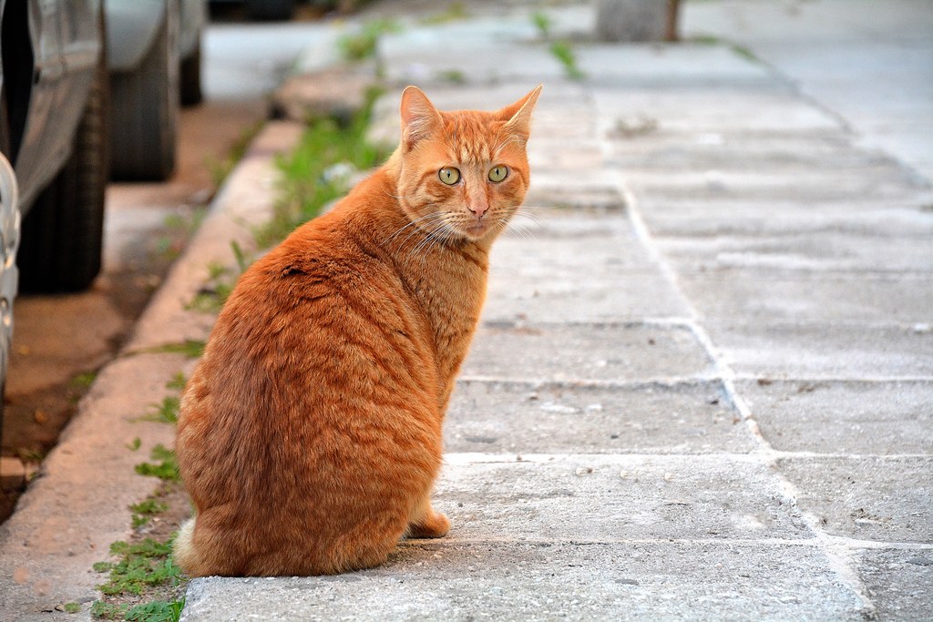 Street cat | Corinth,Greece | elka. | Flickr