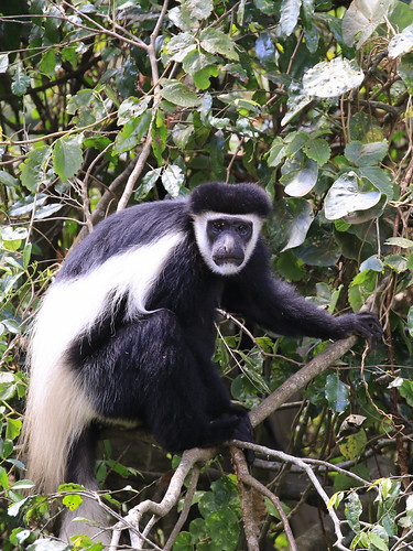 IMG_0551.1 | Schwarz-weißer Stummelaffe (Colobus guereza), A… | Flickr