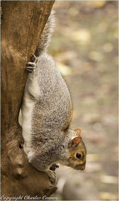 Acrobatic Squirrel